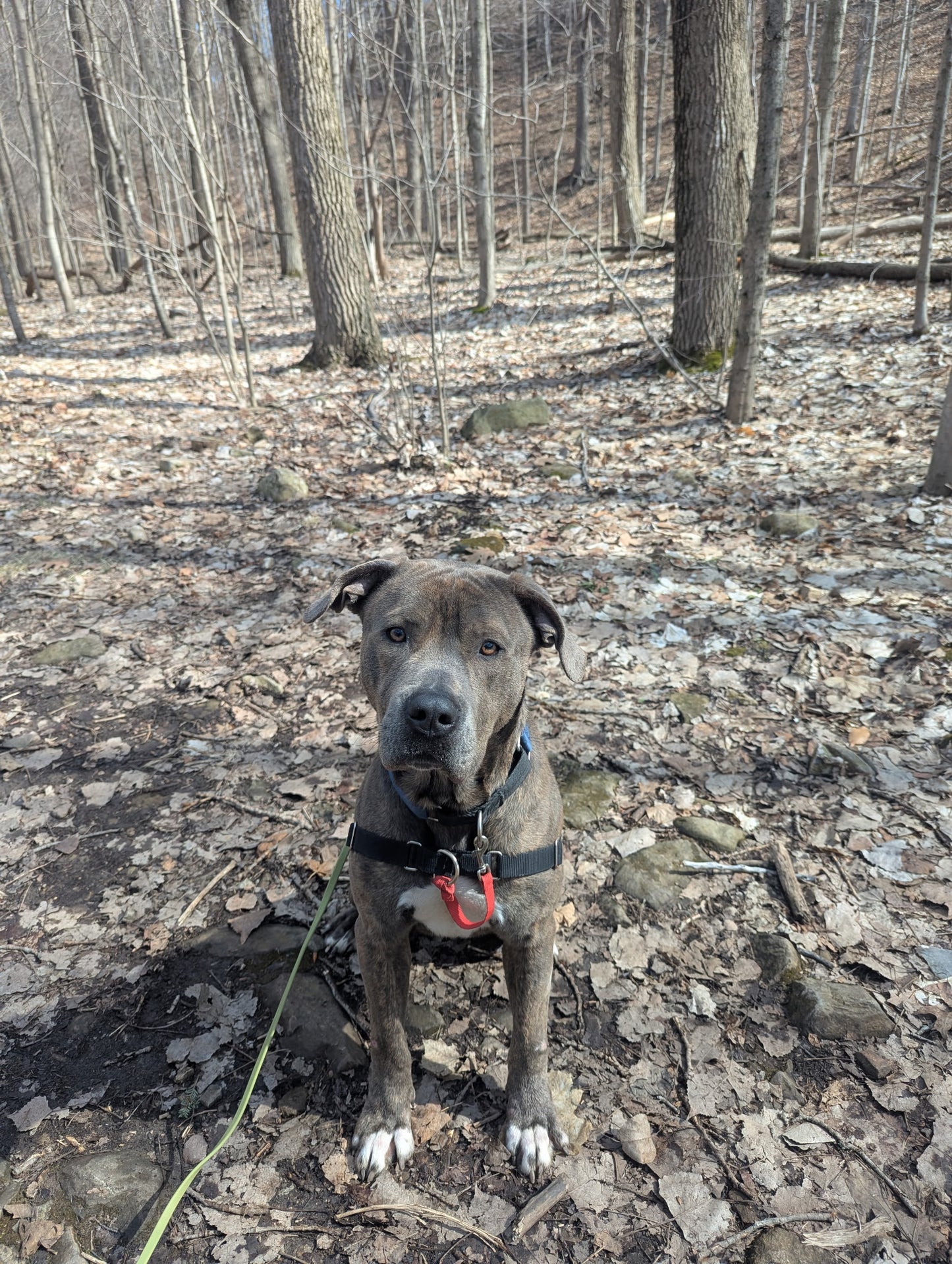 Boots (Sponsored Adoption Fee)