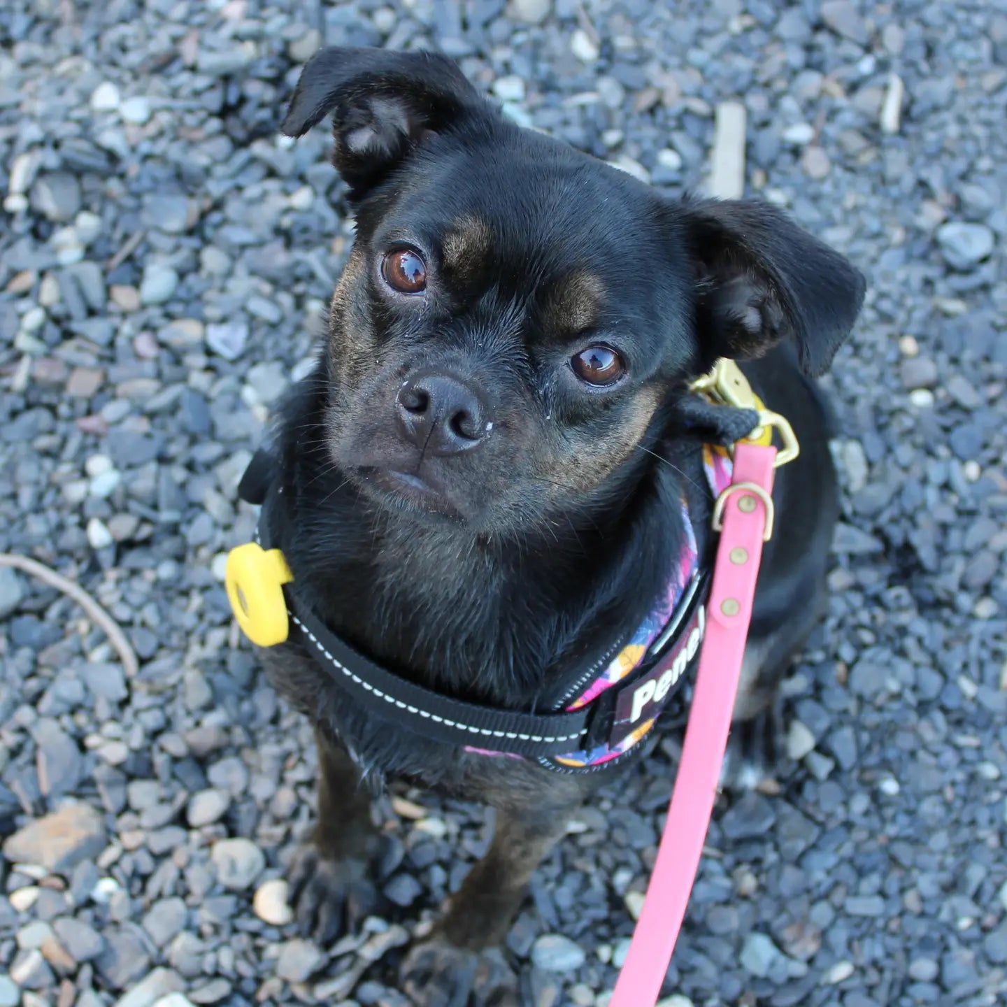 Monty's Air Tag Holder Tracking