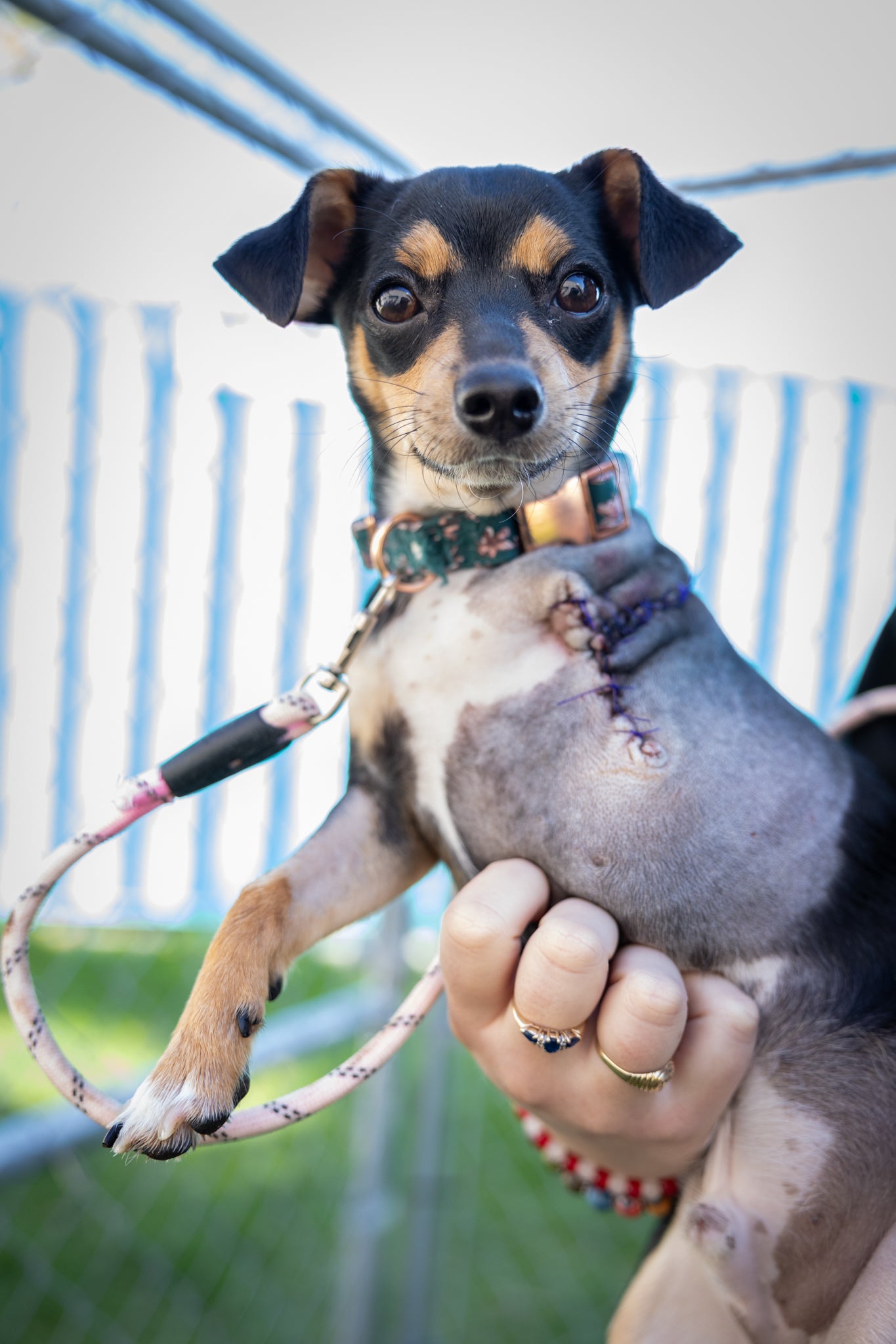 Sacramento Spca Spca Border Collie Spca Online Foster Dogs