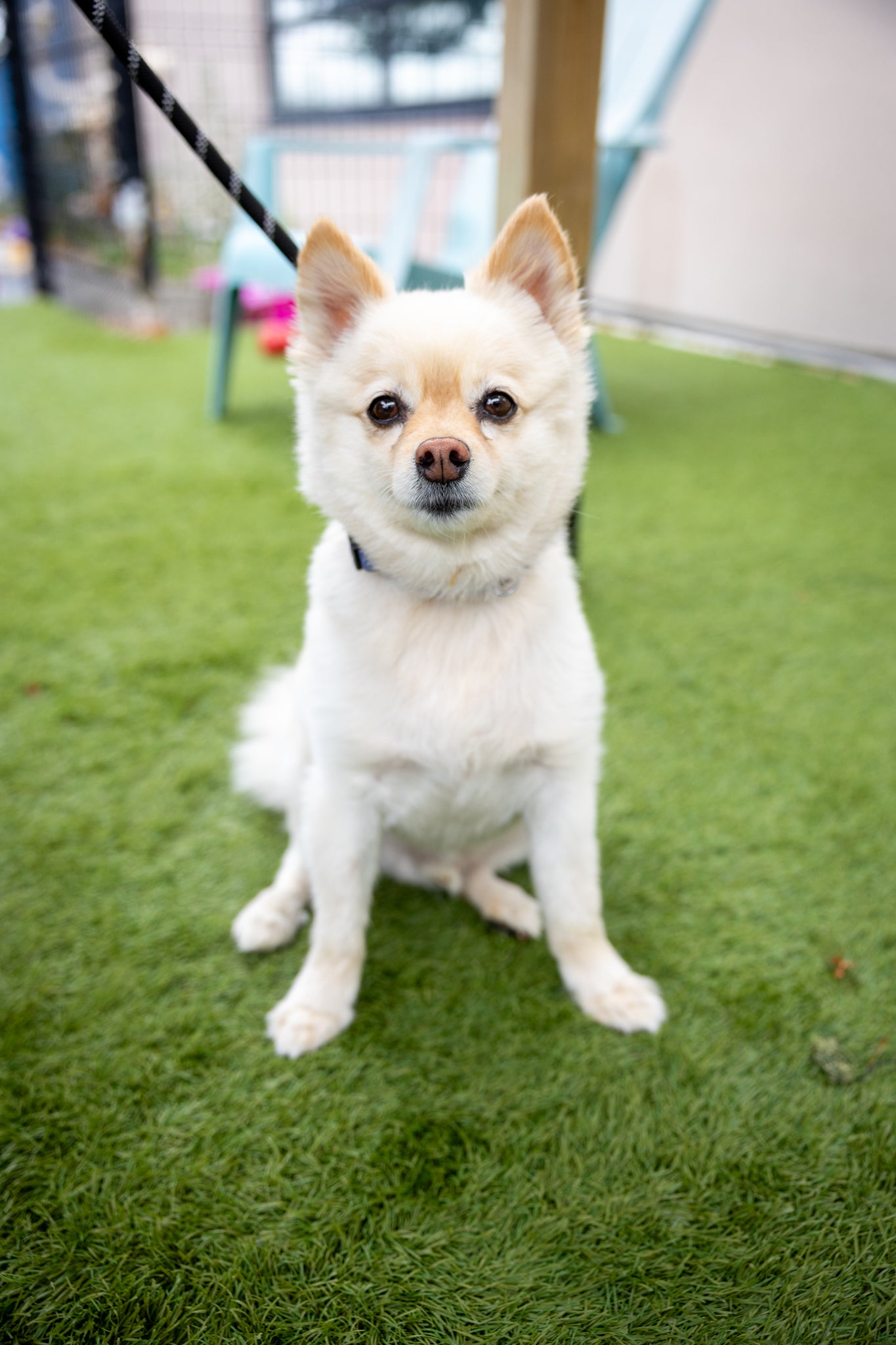 Adoption Procedures Oldie Dog Rescue Dogs For Adoption Near Me