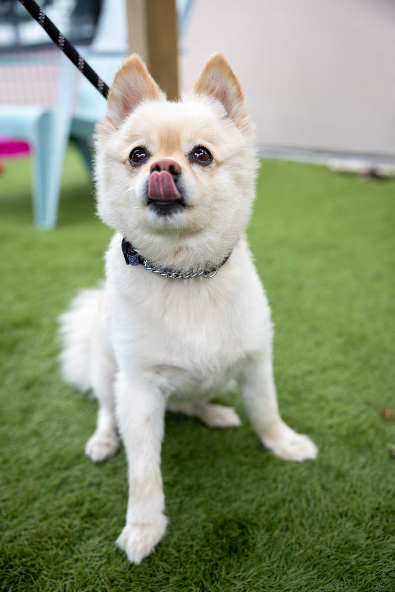 Milo