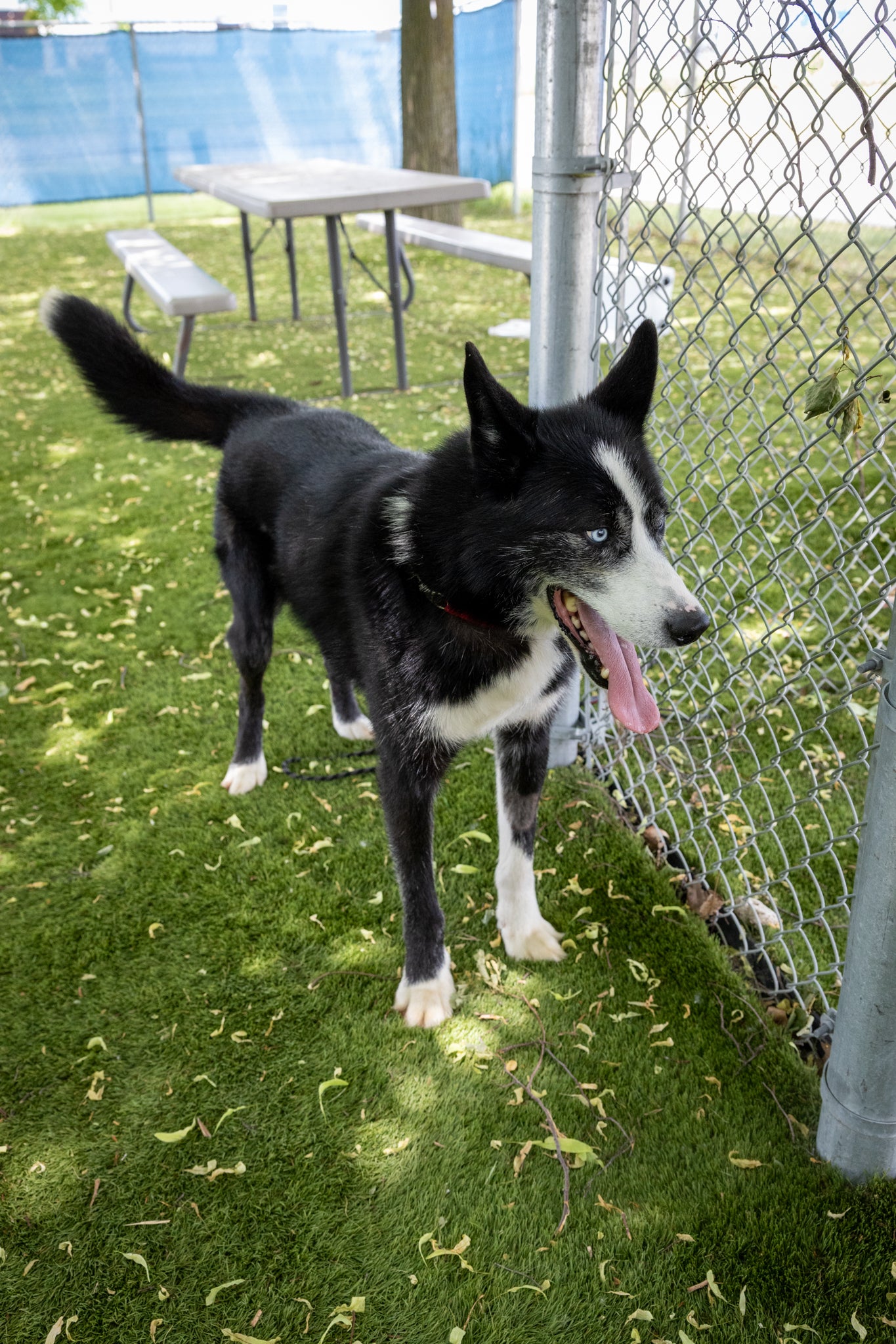 Clifford (Sponsored Adoption Fee)