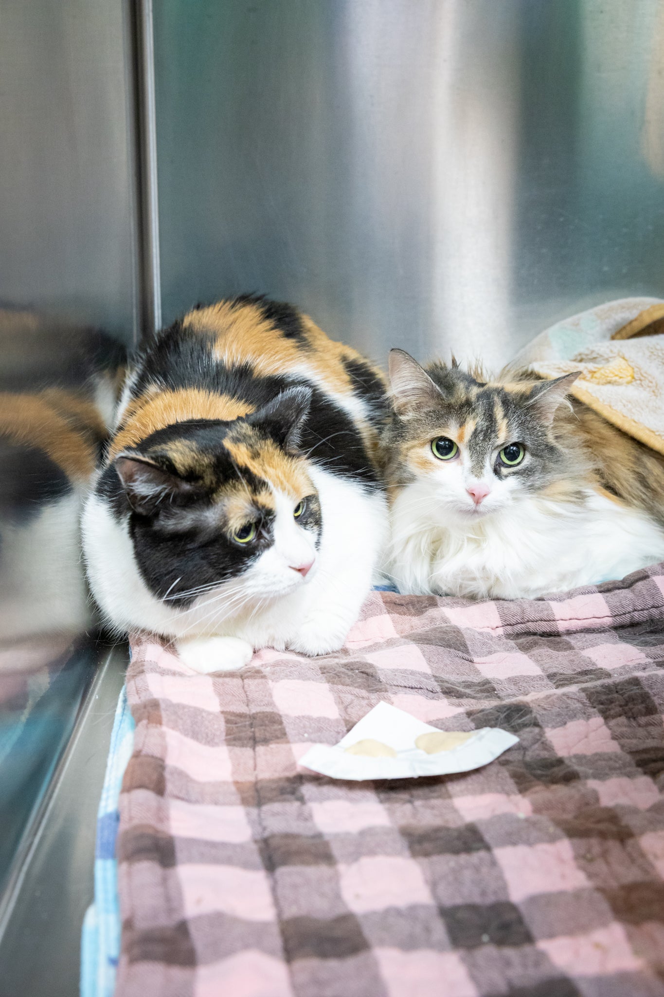 Molly & Bonnie (Bonded Pair)