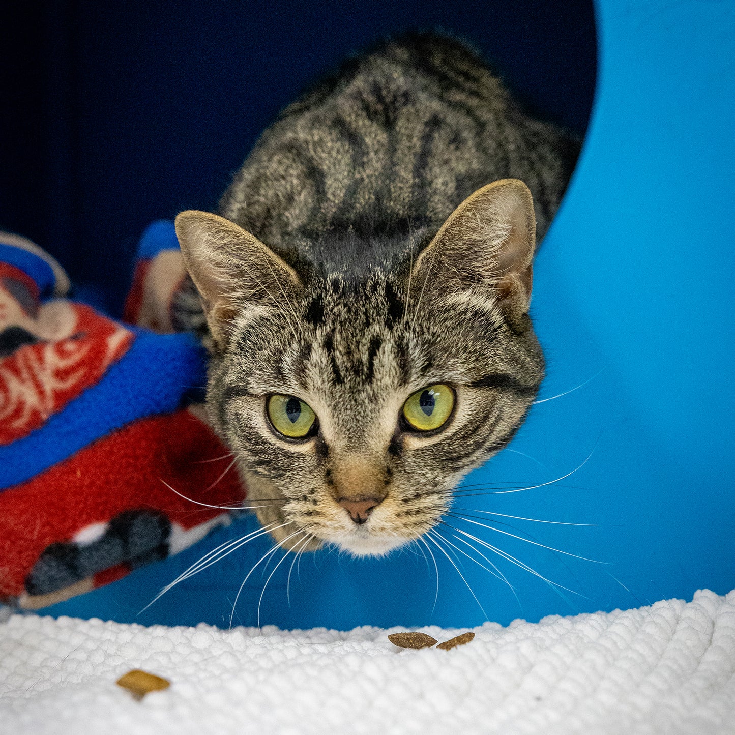 Sponsor a Cat Neuter