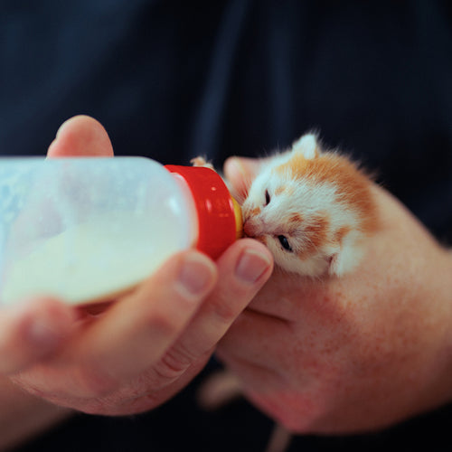 Cost of Care for an Orphaned Kitten