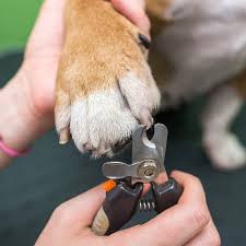 Dog Nail Trim