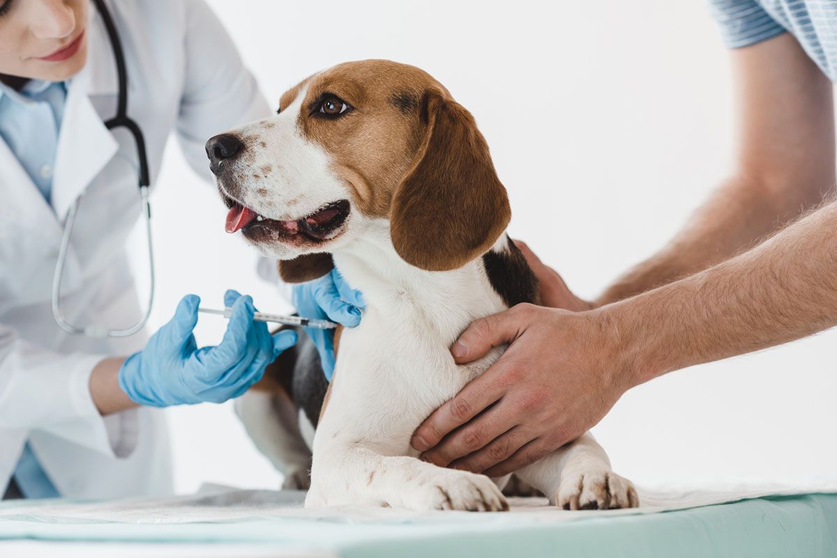 Boehringer Vaccines for Dogs