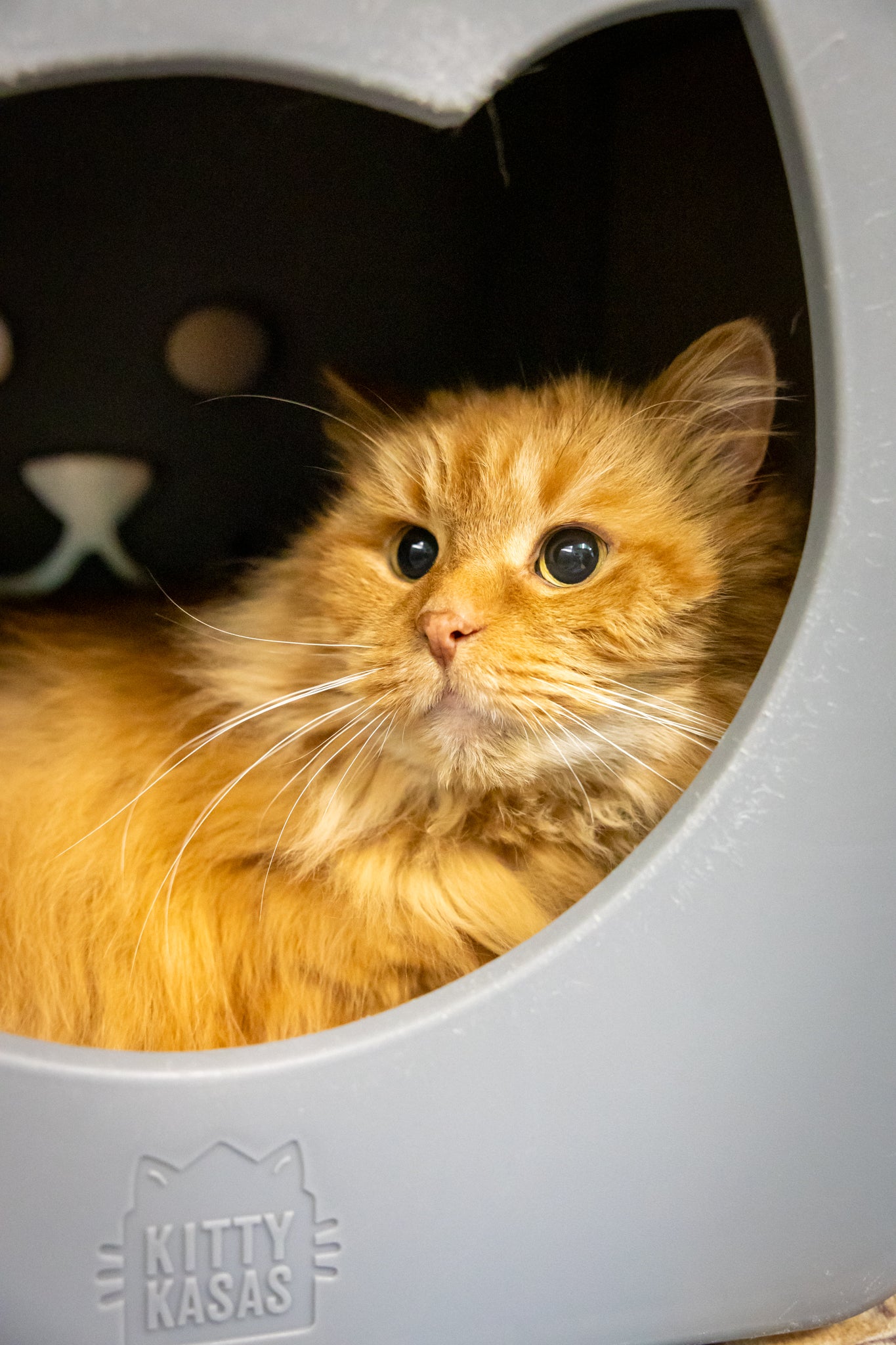 Ginger