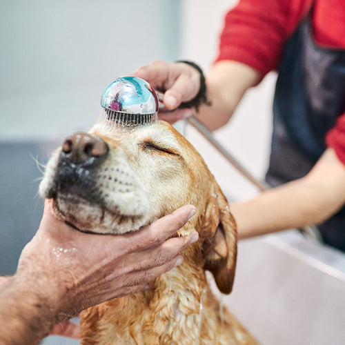 A Fresh Start (For a Shelter Dog)