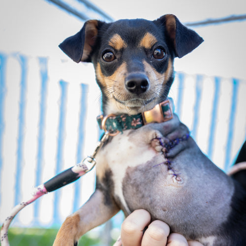 After-Hours Intake and Care