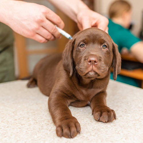 Canine Core Vaccines