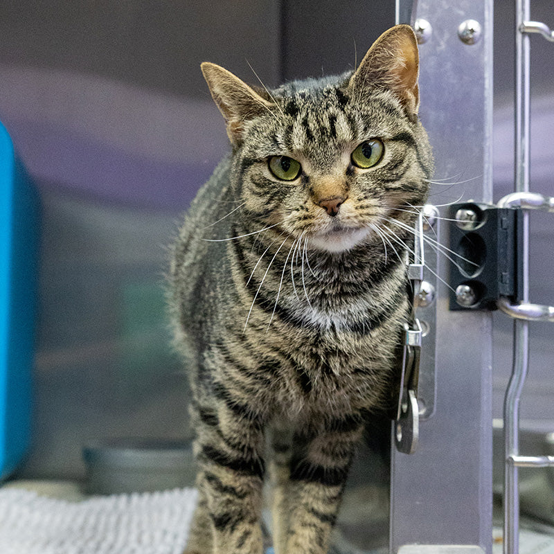 Picture of Flea Treatment & Deworming for a Shelter Cat – SPCA