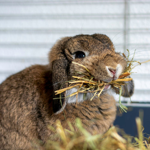 Hay & Bedding Bundle