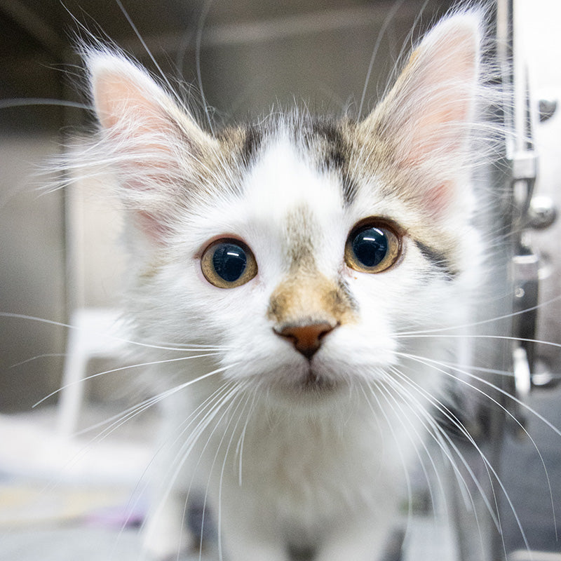 Puppy or Kitten Socialization Session