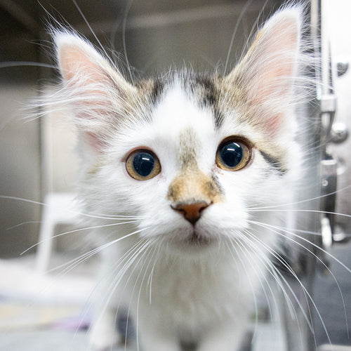 Puppy or Kitten Socialization Session