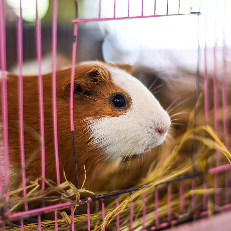 Small Animal Cage Upgrade