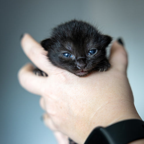 Warm & Cozy Heat Packs