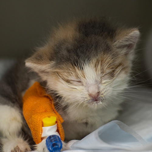 Life-Saving Vet Care