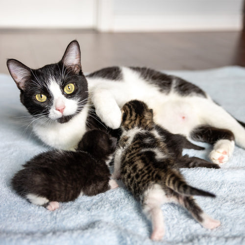Mom’s Specialized Meal