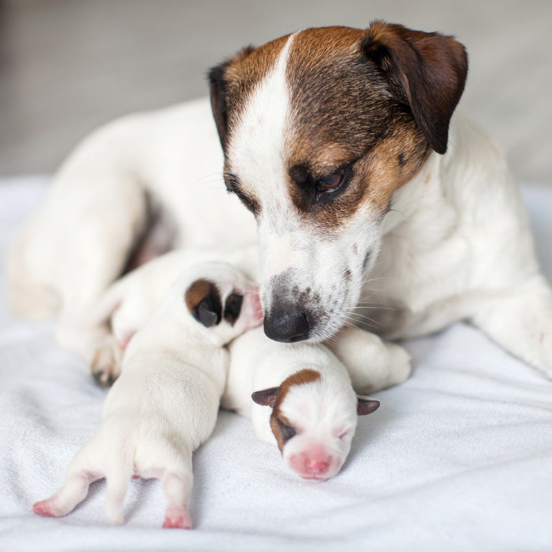 Flea Treatment for Kittens and Puppies