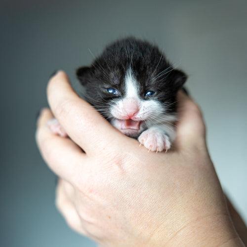Newborn Kitten Care Package