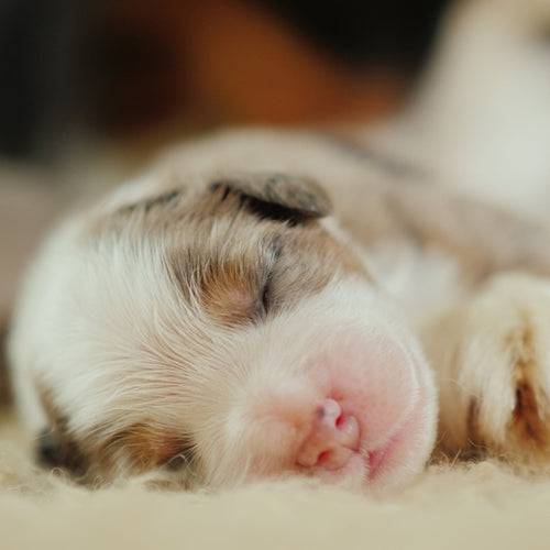 Newborn Puppy Care Package