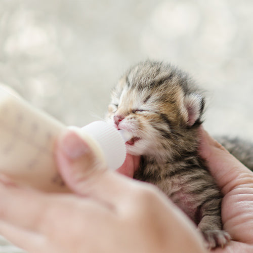 Orphaned Kitten Formula – One Day Supply
