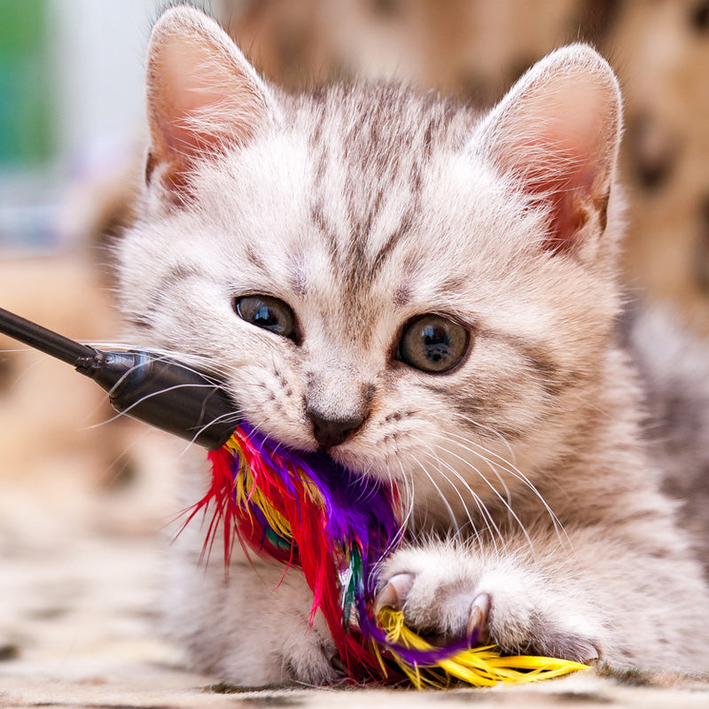 Treats and Toys for an Orphaned Kitten