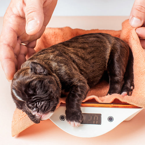 Scale to Measure their Growth