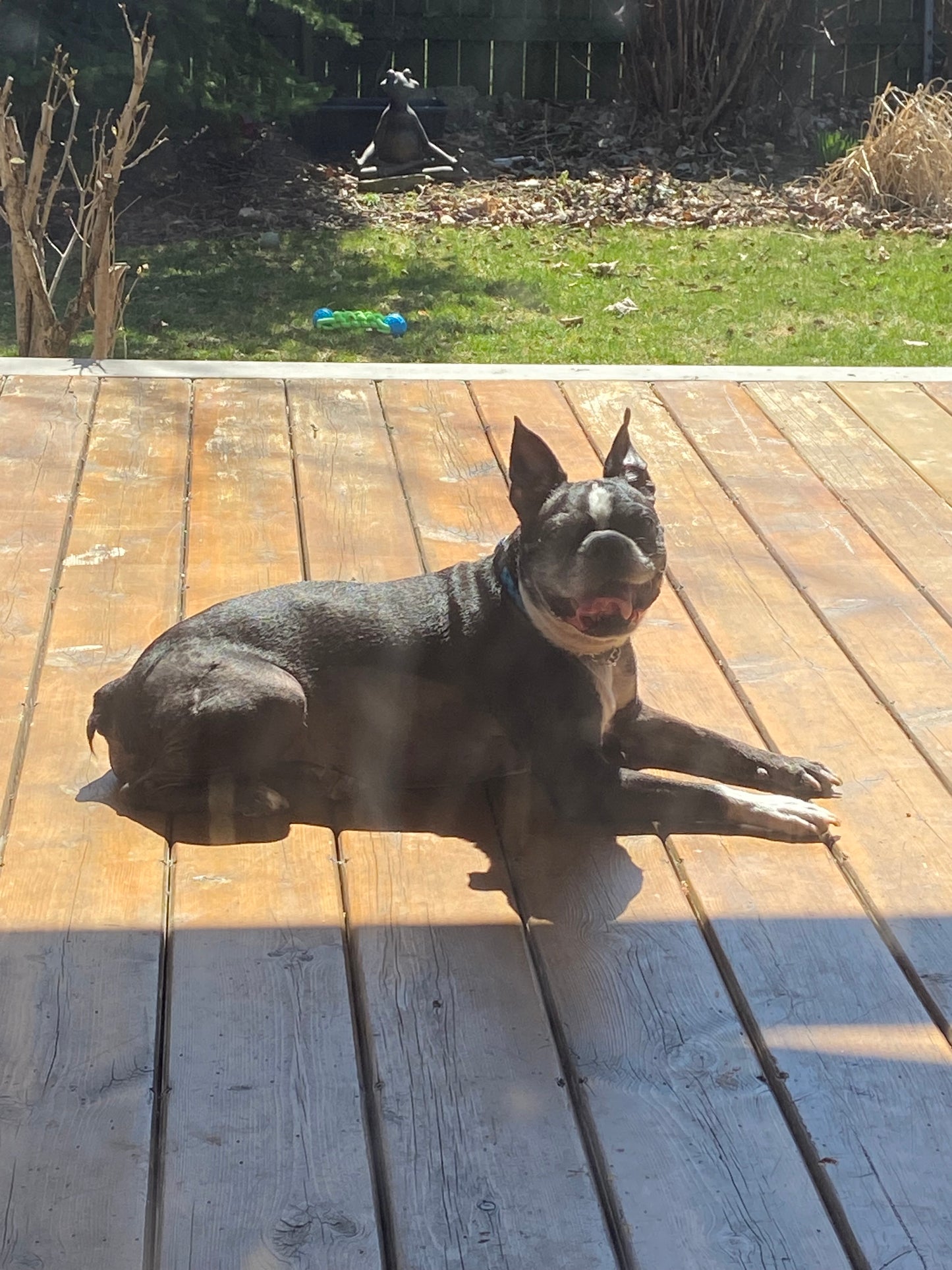 Bebe