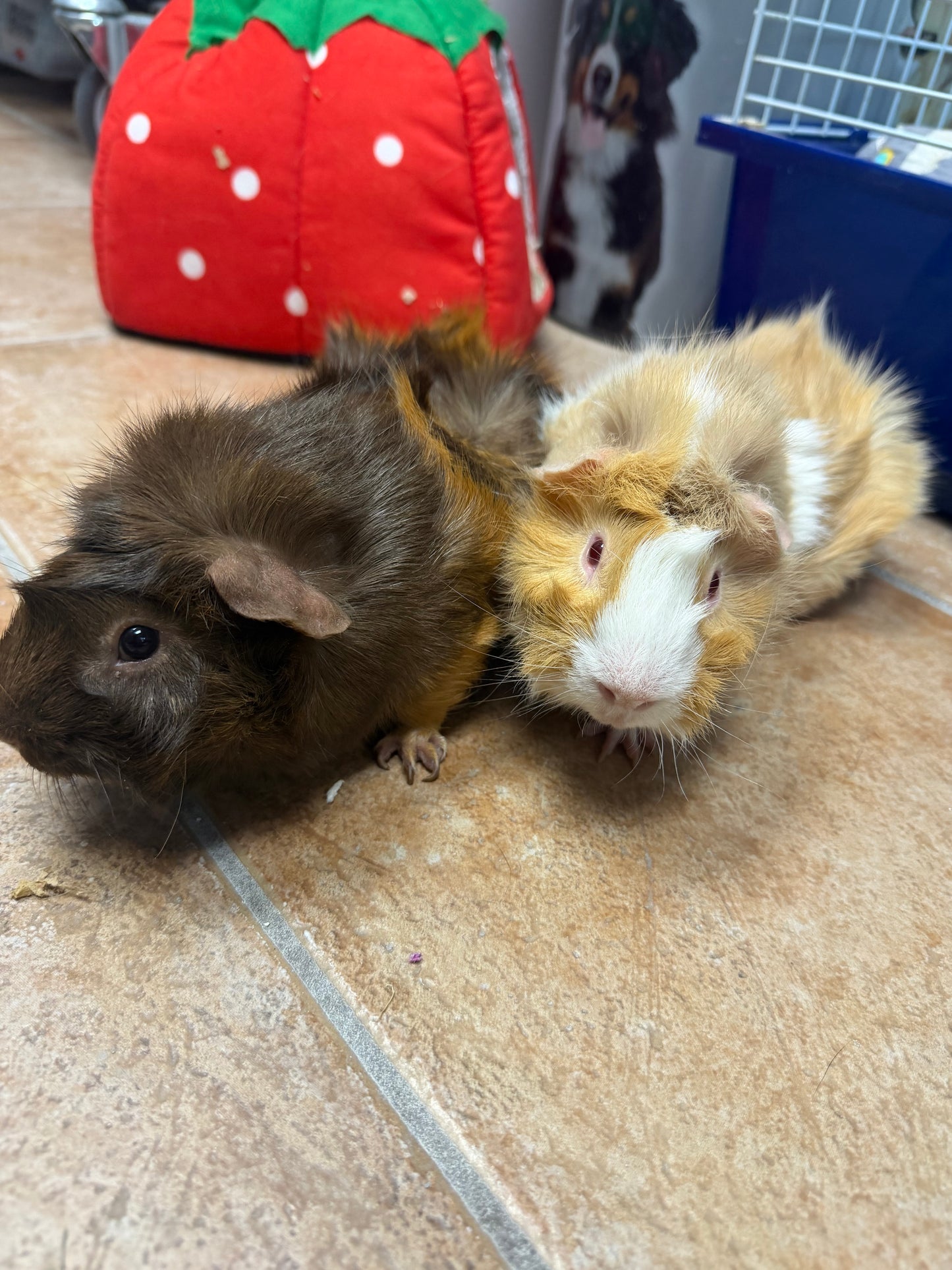 Marshmellow & Mocha