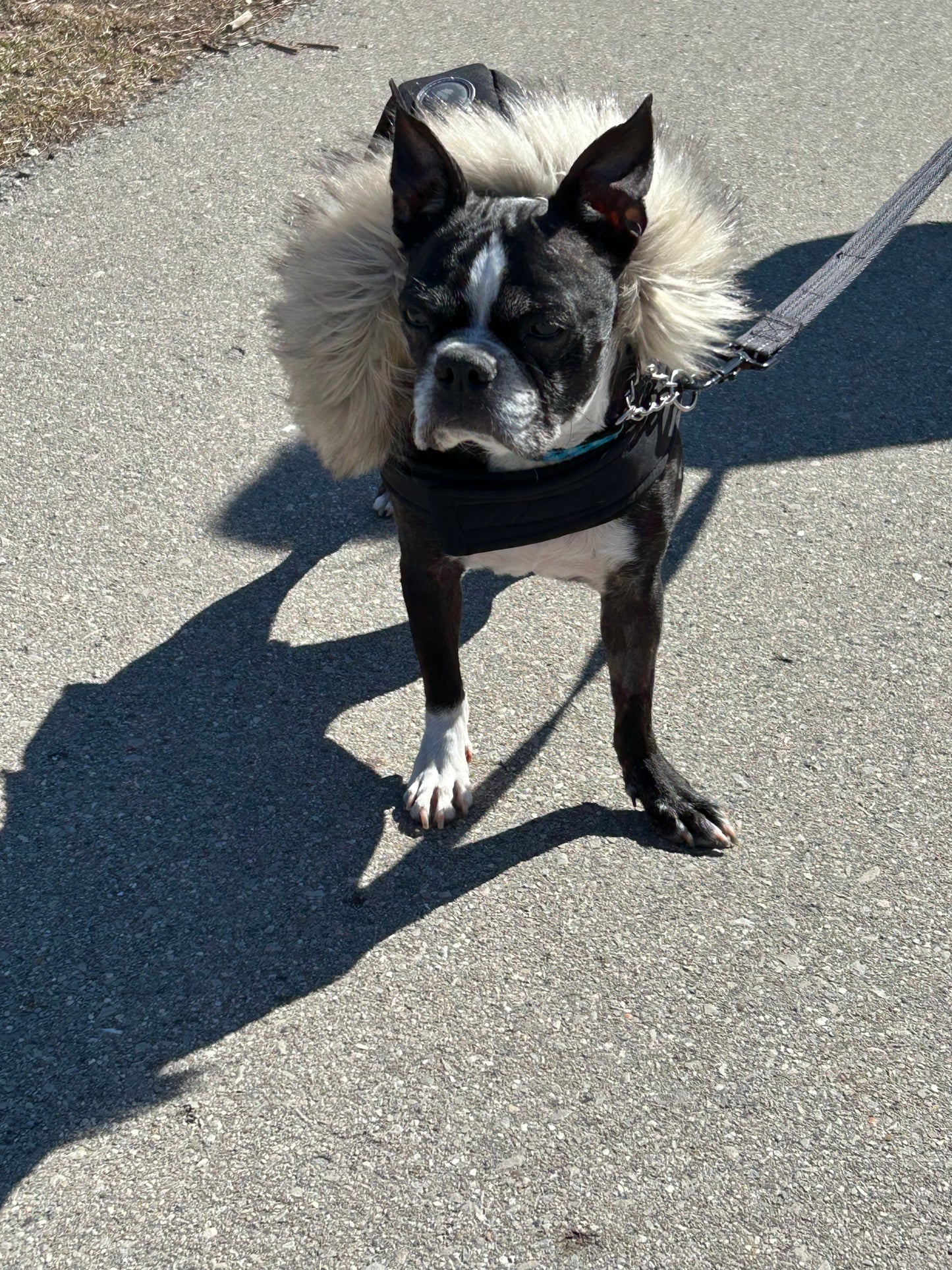 Bebe
