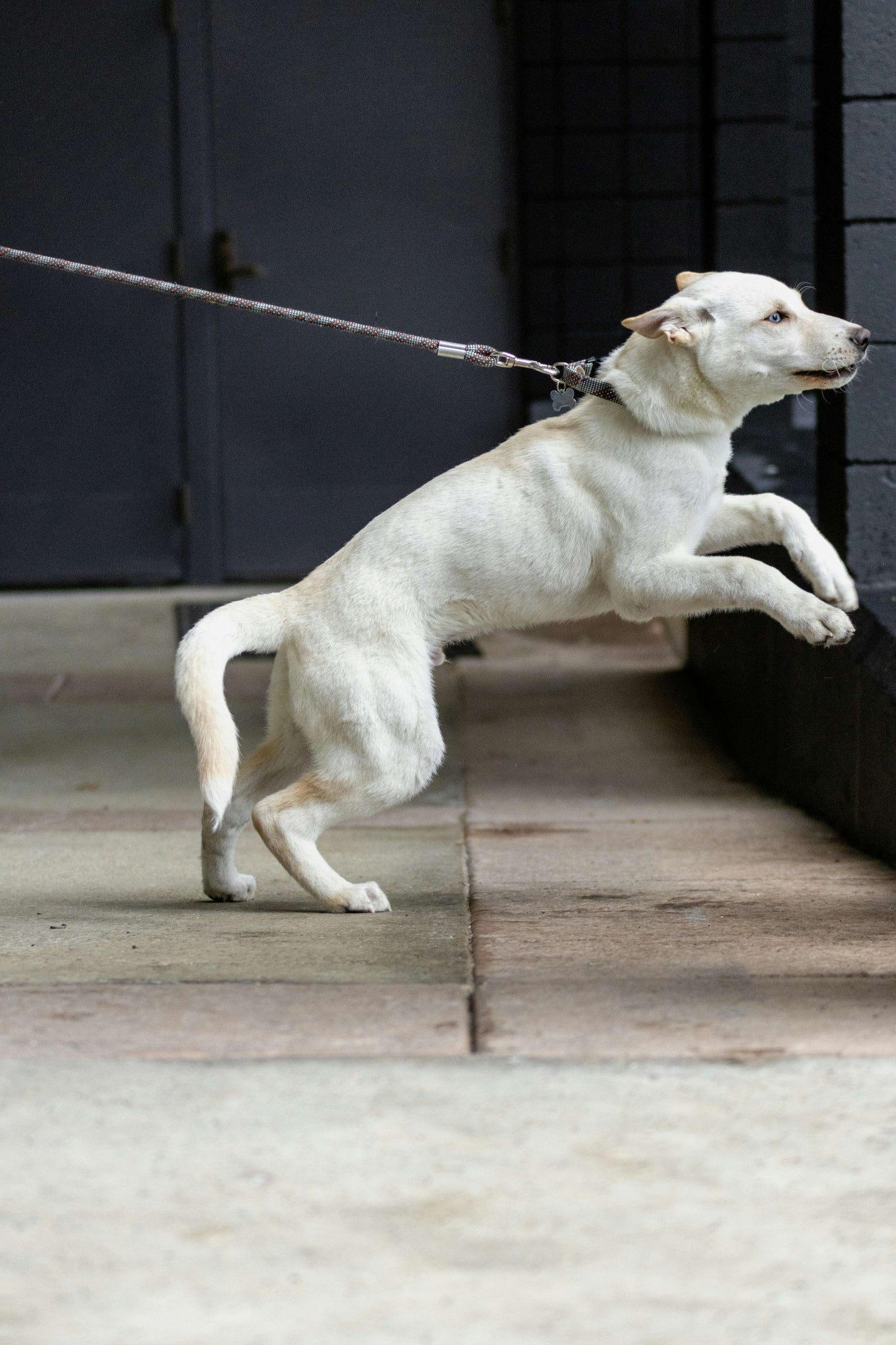K9 Principles Training