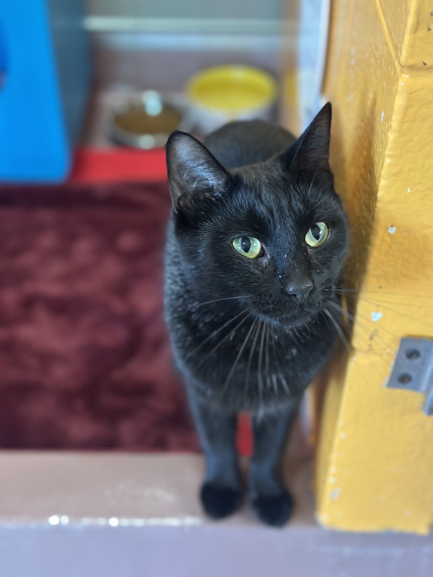 Juno