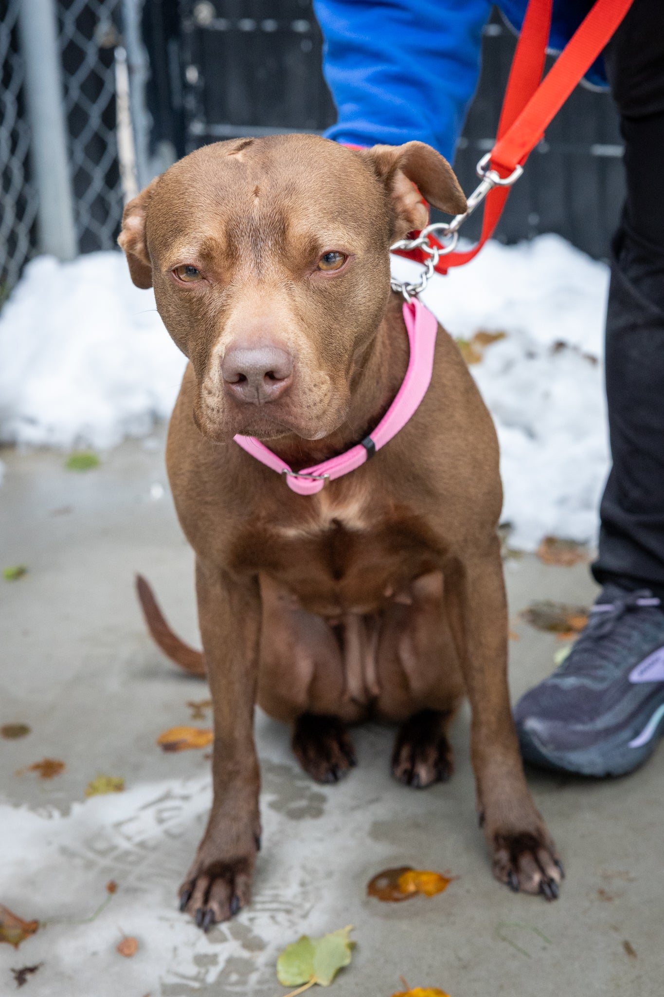 Scarlett (Sponsored Adoption Fee)