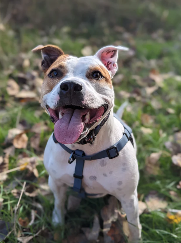 Woof & Stuff - Blueberry Waterproof Harness