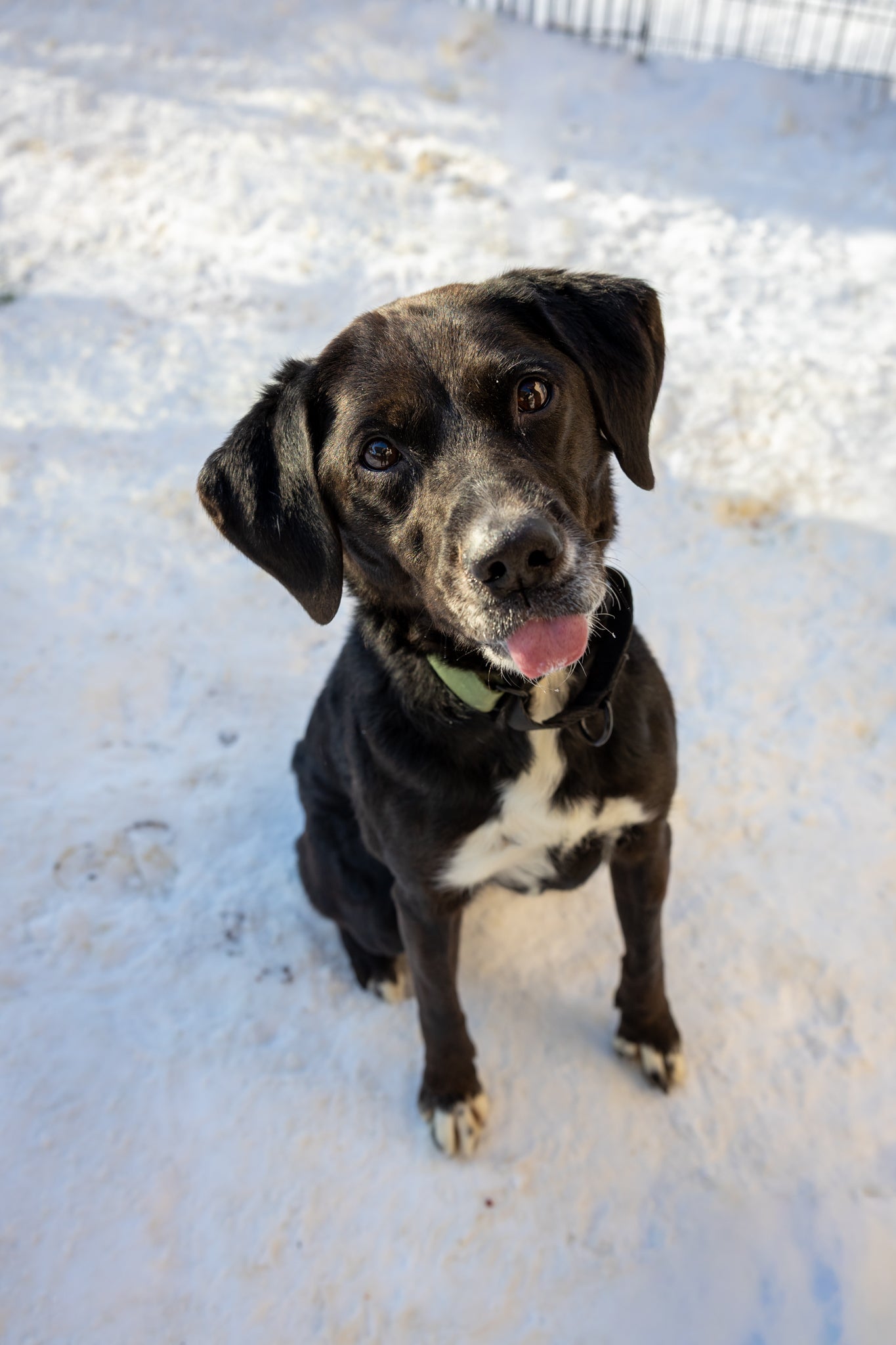 Tika (Sponsored Adoption Fee)