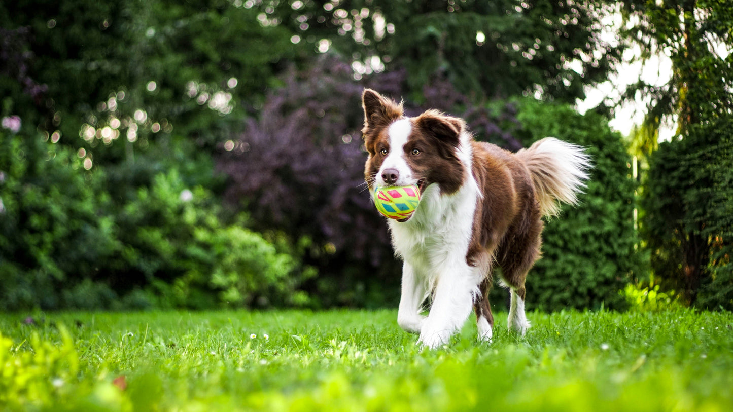 K9 Principles Dog Training