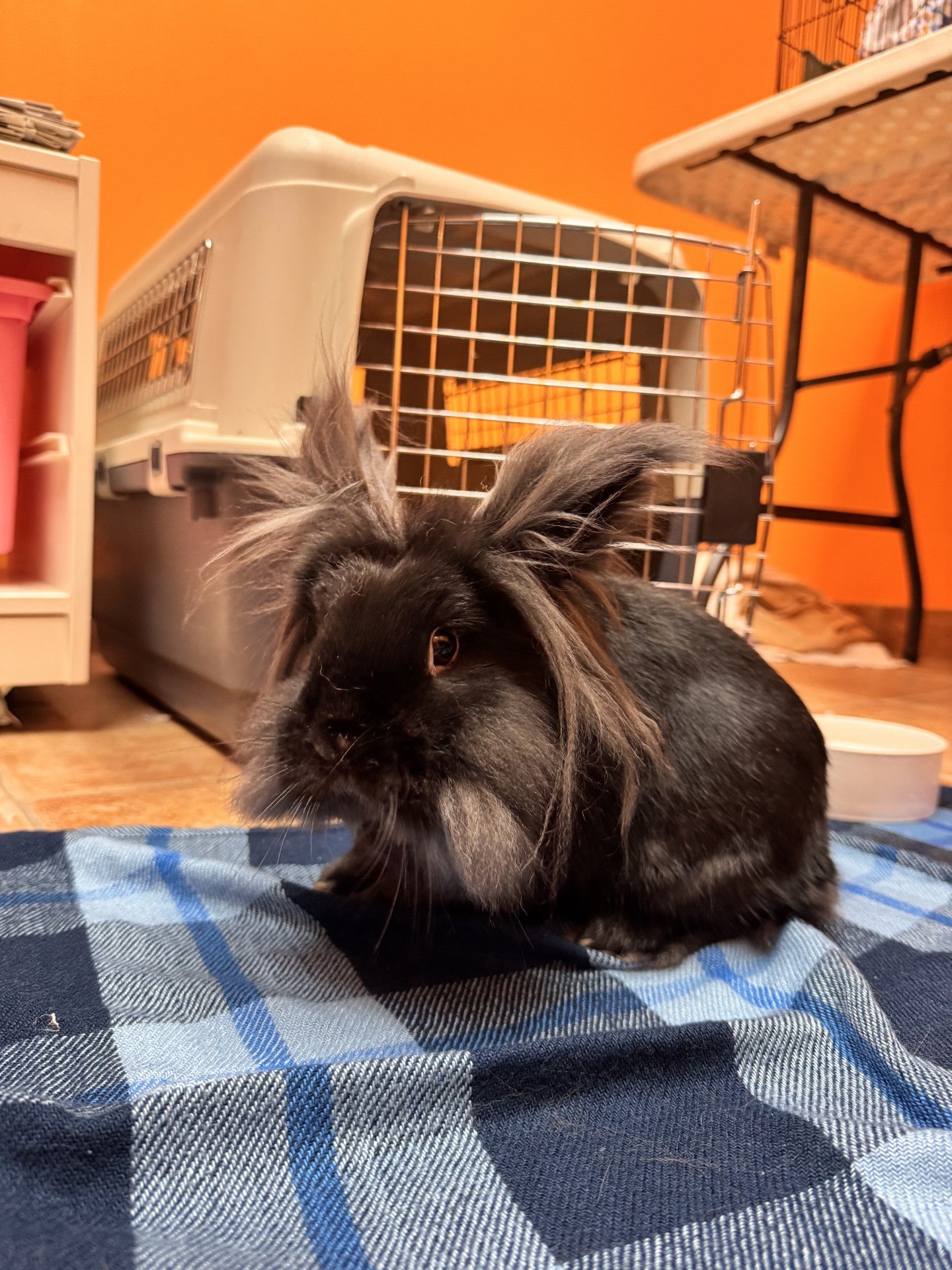 PJ