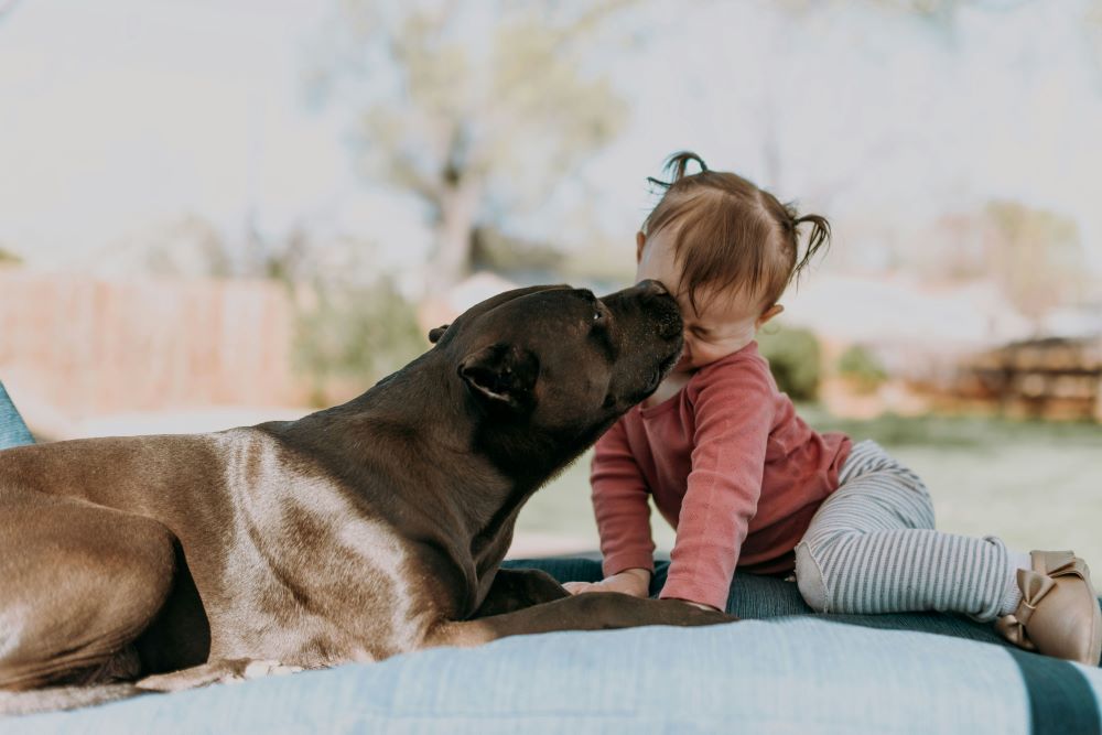 Pet Photography Session