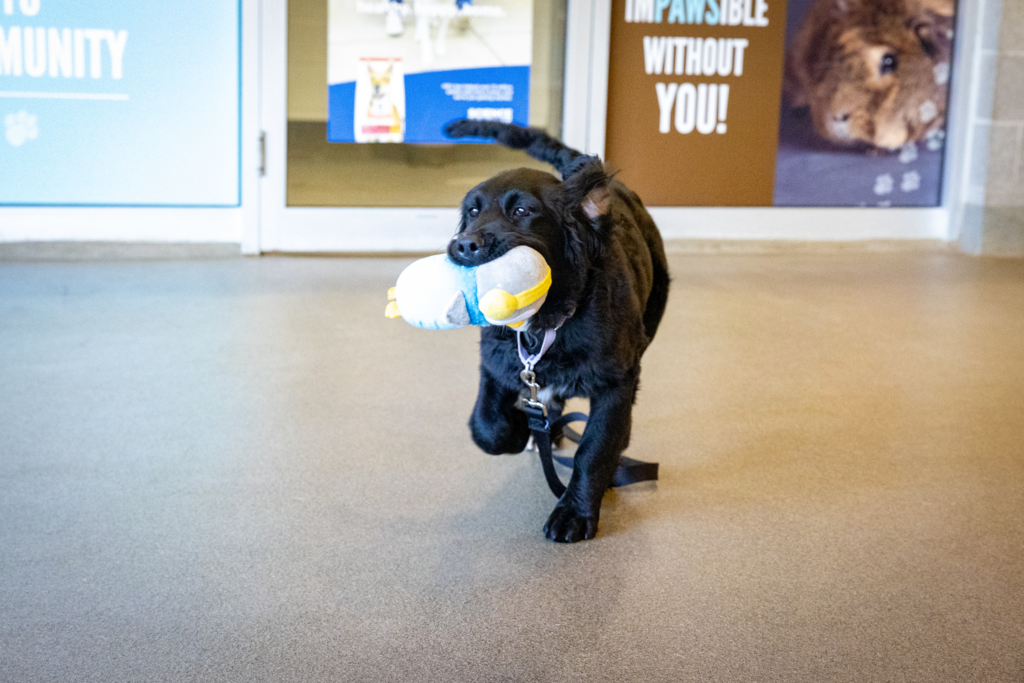 K9 Principles Dog Training