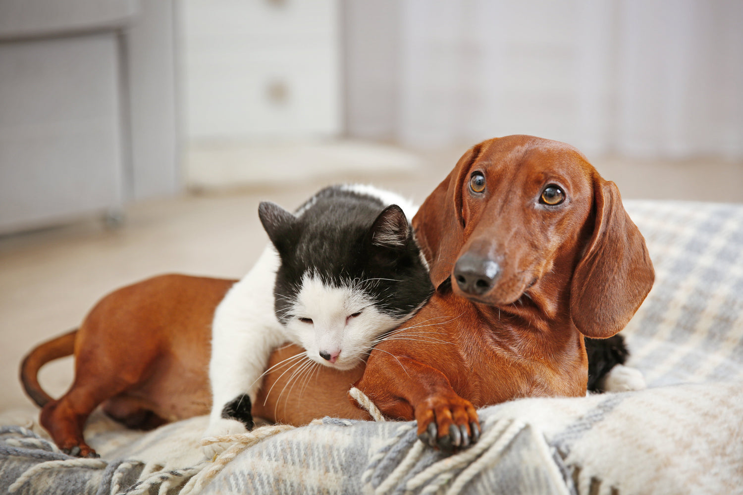Foster Program