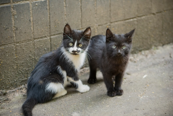 Community Cats Program