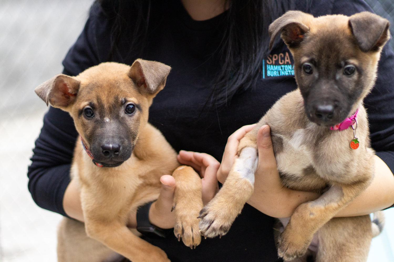 Adoption Program Support