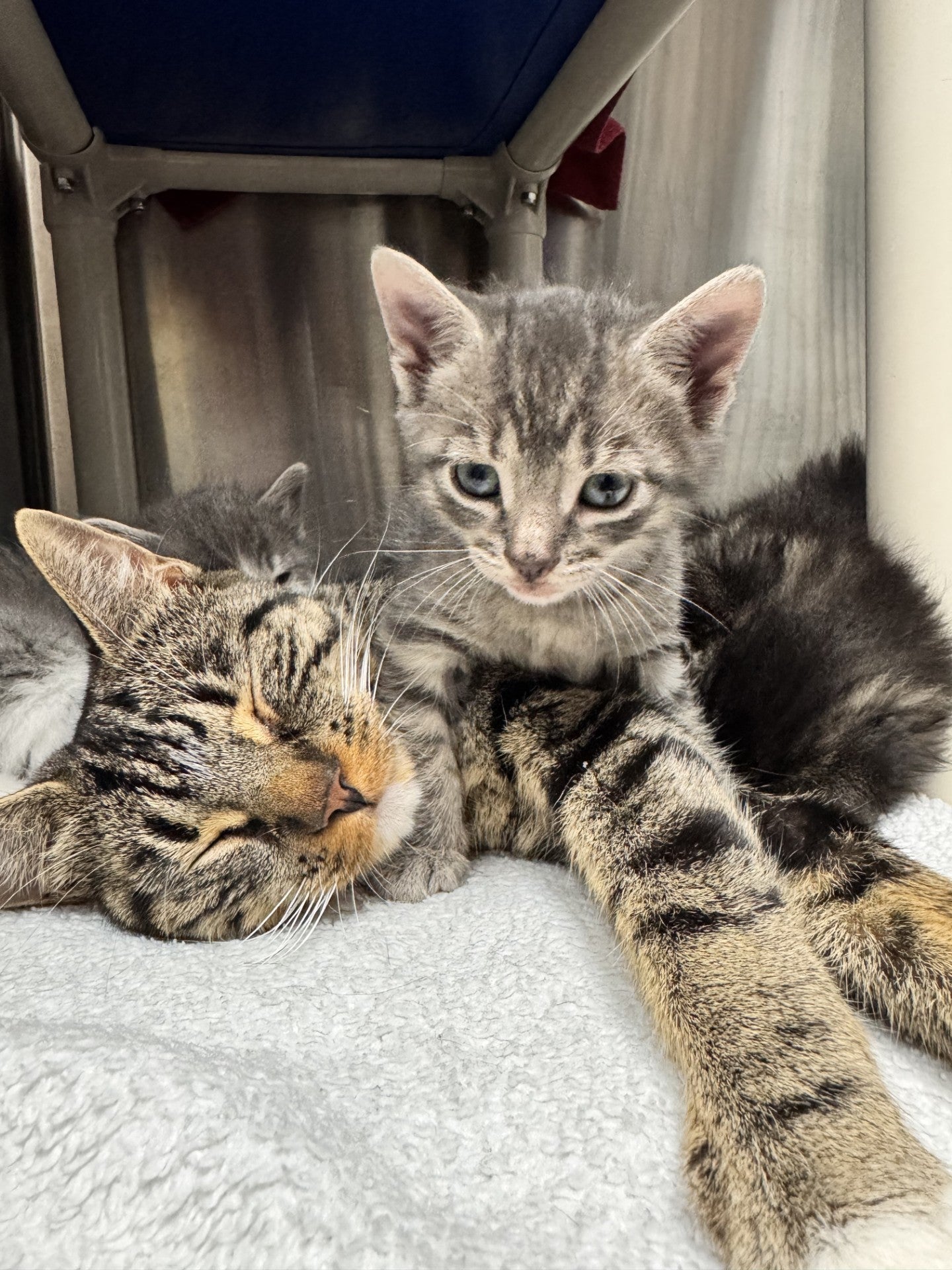 Shelter/Kennel Support