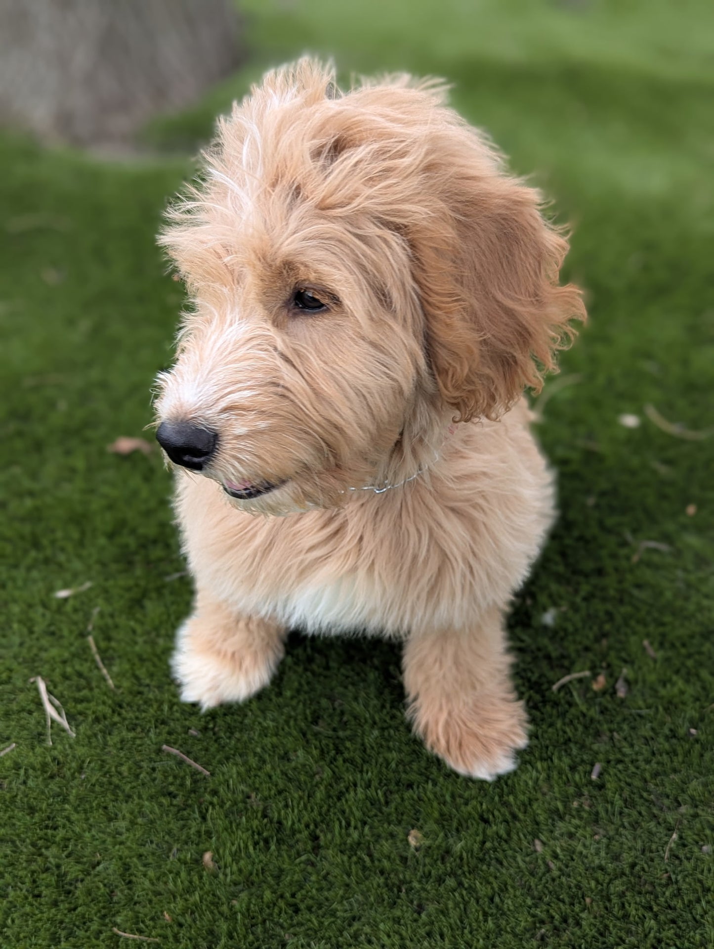 Bruno