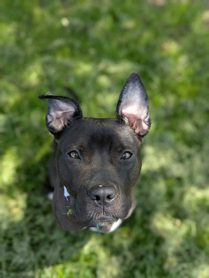 Nova