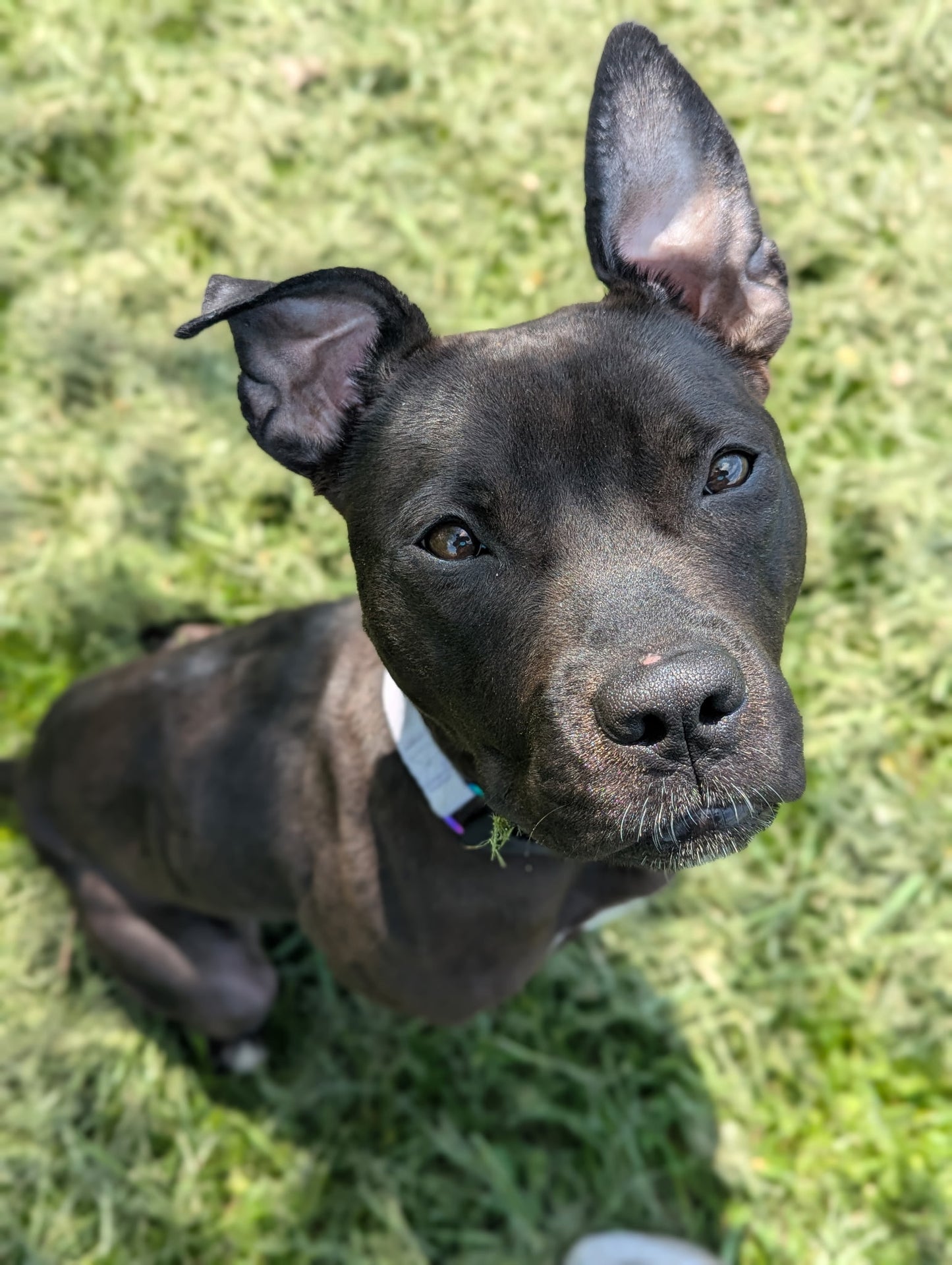 Nova