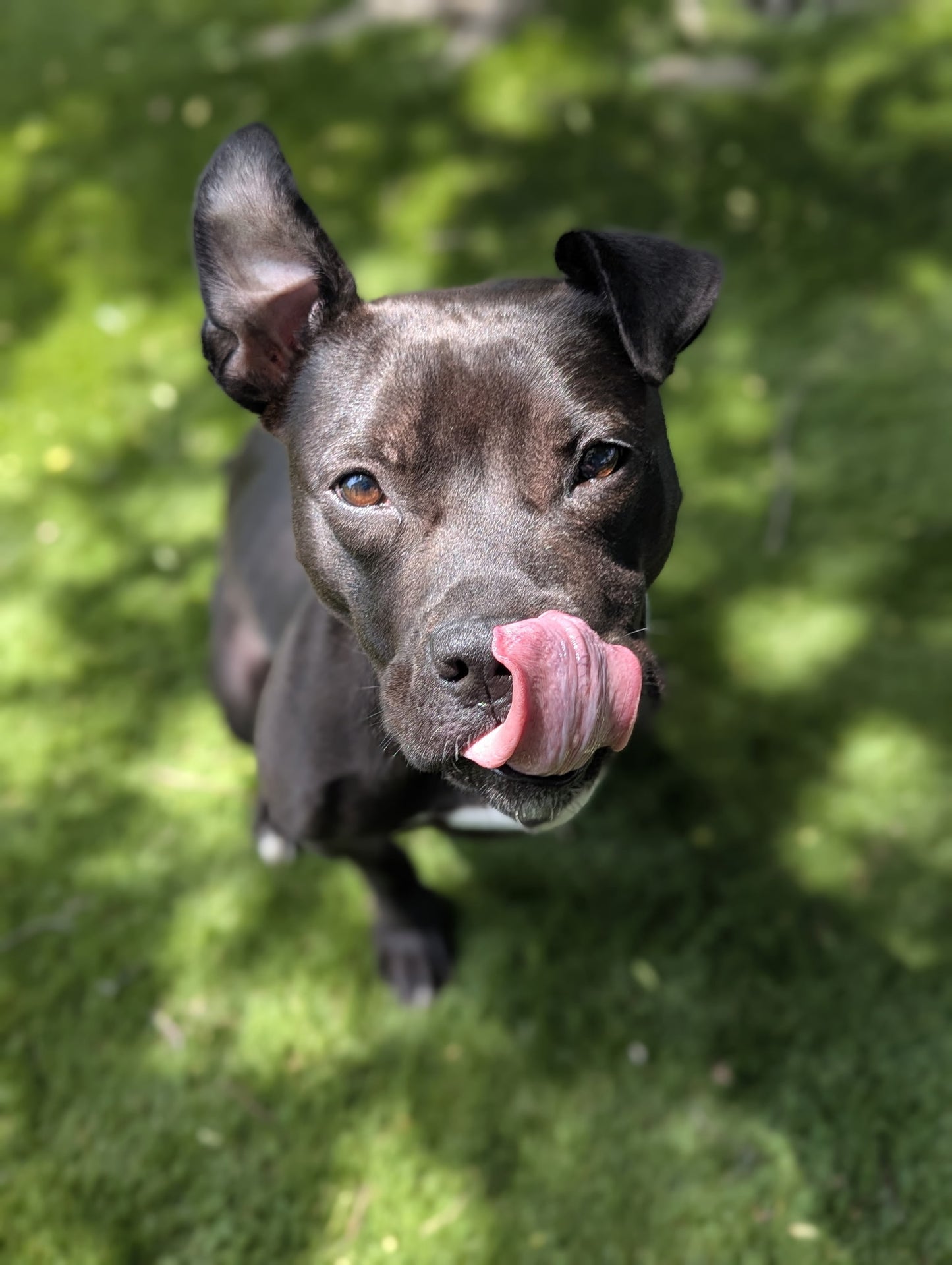 Nova