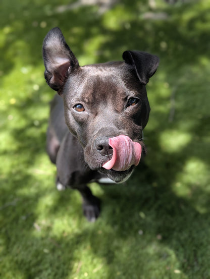 Nova